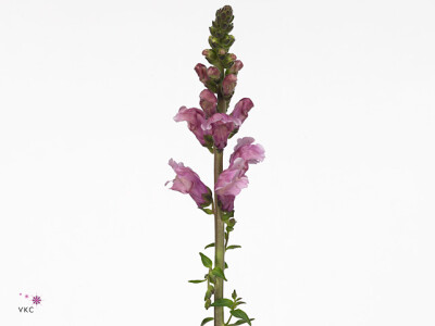 Antirrhinum majus 'Toulon Lavender'