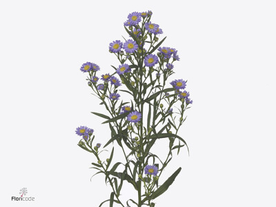Aster (Novi-belgii Grp) Teeny Tiny Blue