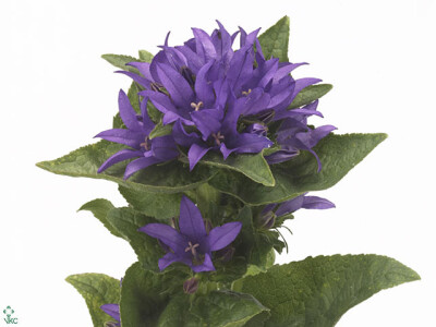 Campanula glomerata 'DaniÃ«lle'