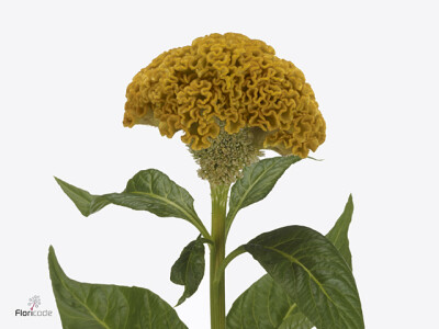 Celosia argentea (Cristata Grp) Reprise Gold