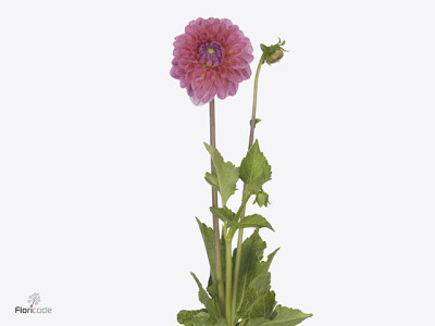 Dahlia (Decorative Grp) 'Pink Suffusion'