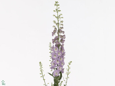 Delphinium dubbelbloemig (Elatum Grp) 'Centurion Rose'