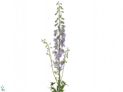 Delphinium (Elatum Grp) 'Candle Lavender Shades'