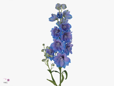 Delphinium (Elatum Grp) 'Delphi's Moonlight'