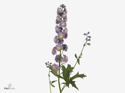 Delphinium dubbelbloemig (Elatum Grp) Premium Neon Sensation