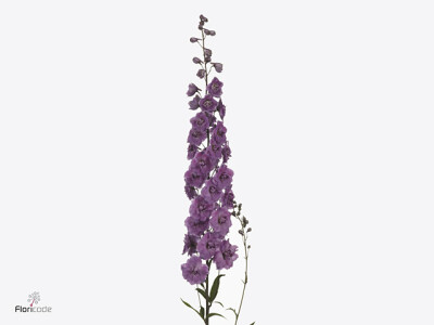 Delphinium dubbelbloemig (Elatum Grp) 'Dewi Maria Rosa'