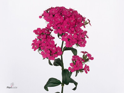 Dianthus barbatus Amazon Neon Purple