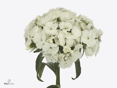 Dianthus barbatus Kiwi Bunny