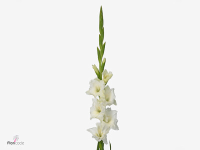 Gladiolus (Large-flowered Grp) 'Serena'