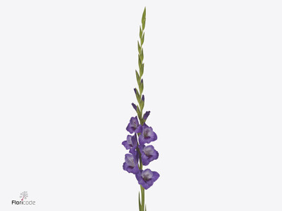 Gladiolus (Large-flowered Grp) 'Purple Party'