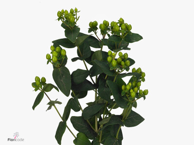 Hypericum x inodorum Green Tea