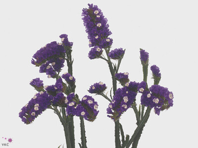 Limonium sinuatum Velvet Wings