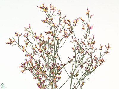 Limonium sinense Sensy Purple