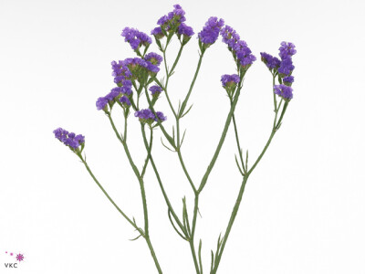 Limonium sinuatum Sinuet Blue Impulse