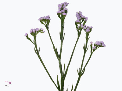 Limonium sinuatum Rossi Sun Birds