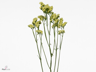 Limonium sinuatum 'Sinuet Max Yellow'