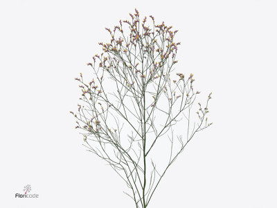 Limonium sinense Anouchka Diamond