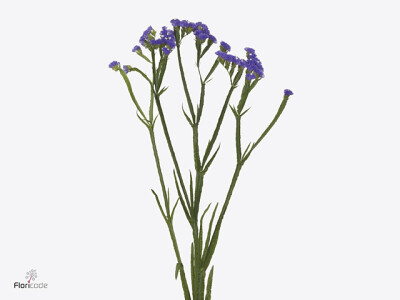 Limonium sinuatum Levis Wings