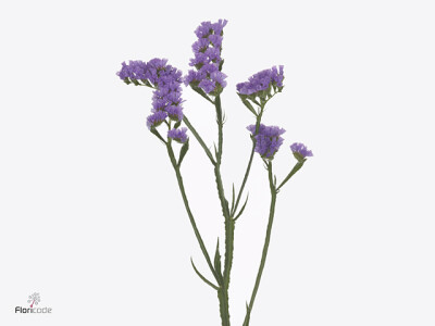 Limonium sinuatum Happy Wings