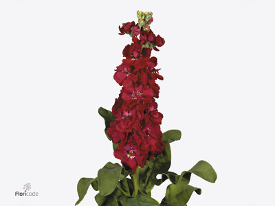 Matthiola incana 'Francesca'