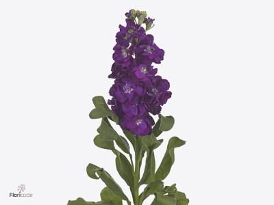 Matthiola incana Milla Blue