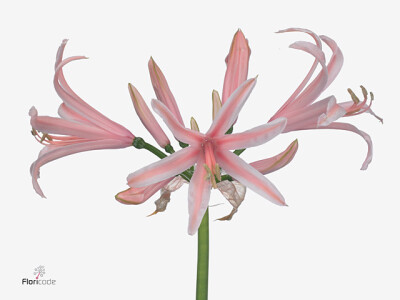 Nerine (Companion Grp) 'Casandra'