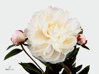 Paeonia (Lactiflora Grp) 'Gardenia'