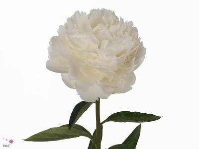 Paeonia (Lactiflora Grp) 'Bowl of Cream'