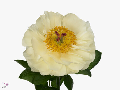 Paeonia (Herb. Hybrid Grp) 'Lemon Chiffon'
