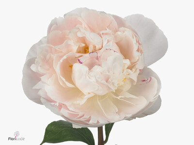 Paeonia (Lactiflora Grp) 'Dynasty'
