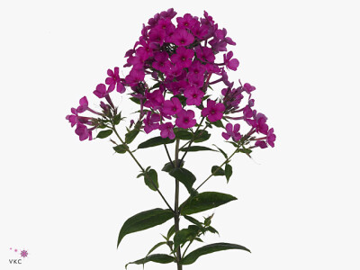 Phlox (Paniculata Grp) Miss Molly