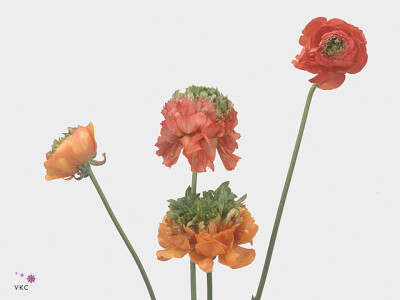 Ranunculus asiaticus 'Reinette Orange'