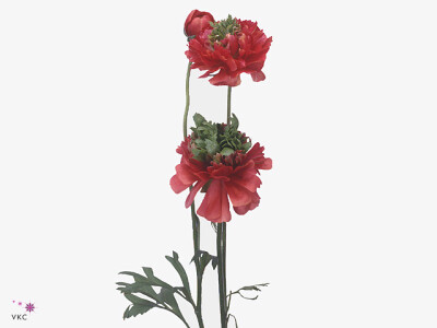 Ranunculus asiaticus 'Reinette Red'