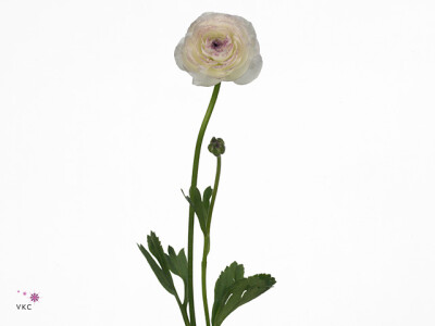 Ranunculus asiaticus 'Amandine Light Cappuccino'