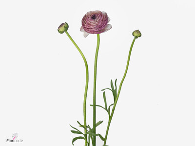 Ranunculus asiaticus 'Elegance Malva'