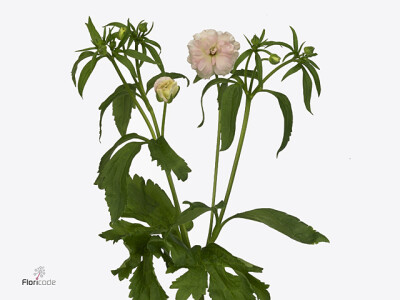 Ranunculus Butterfly Ariadne