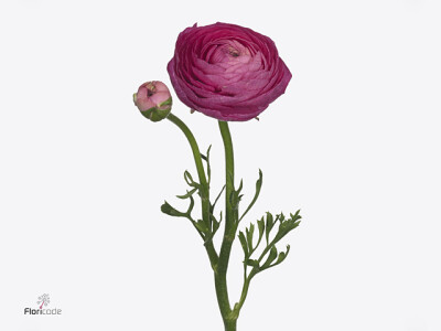 Ranunculus asiaticus 'Thomas Bonbon'
