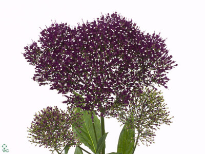 Trachelium caeruleum 'Lake Forest Purple'