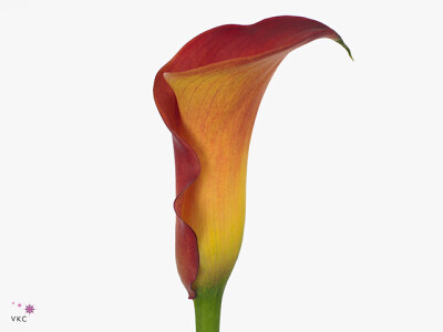 Zantedeschia 'Captain Trinity'