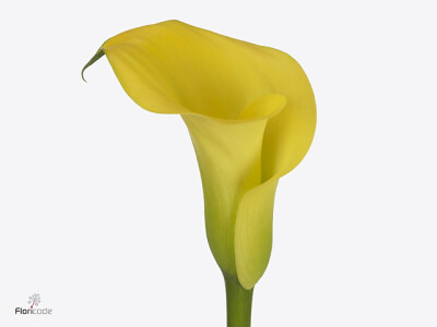 Zantedeschia 'Monte Carlo'