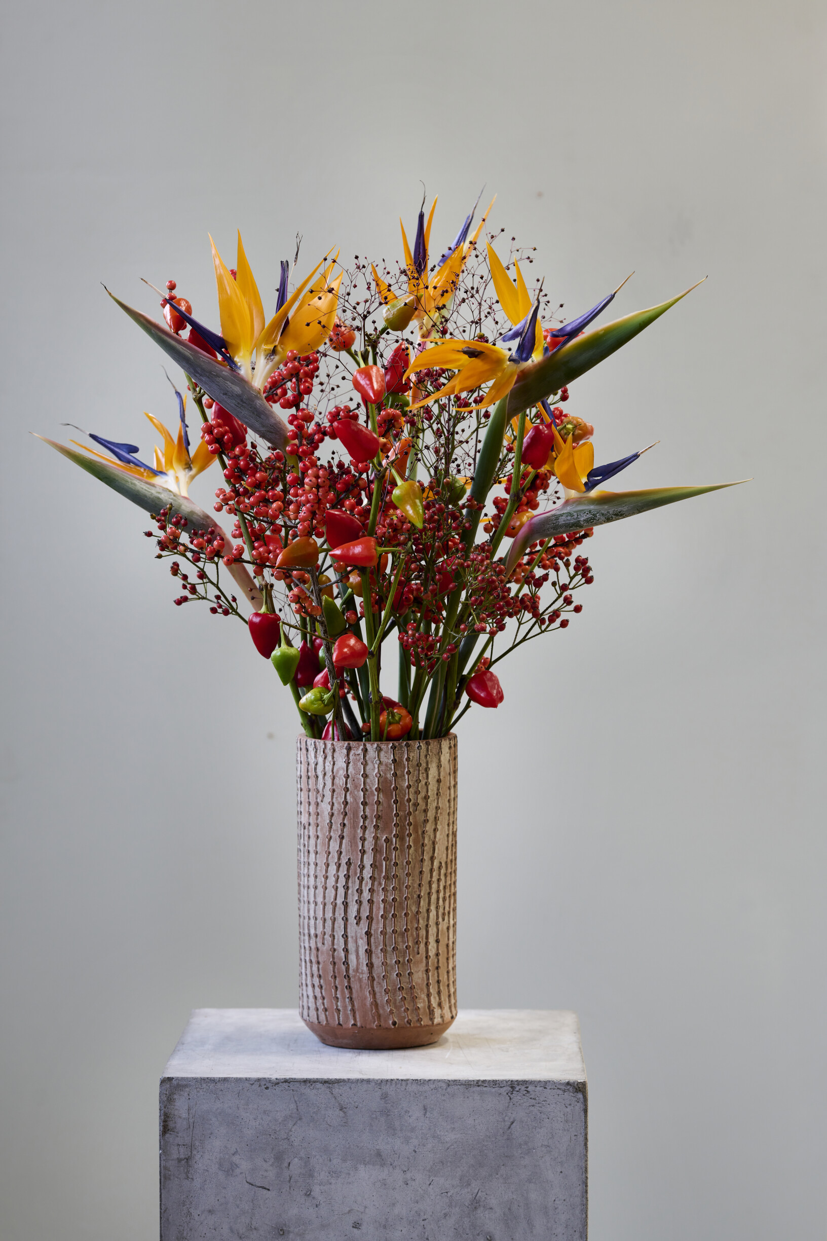 Alles ber den Strelitzia (Paradiesvogelblume) - Tipps und Pflege | 365  tage blumen - 365 Tage voller Blumen