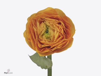Ranunculus asiaticus Success Valencia