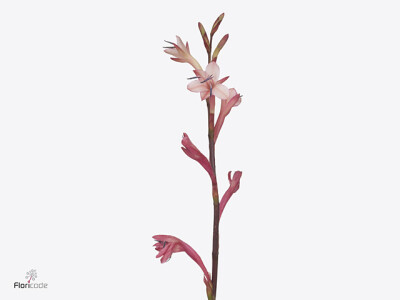 Watsonia borbonica 'Party Time Pink'