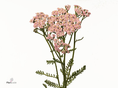 Achillea millefolium 'Lilac Beauty'