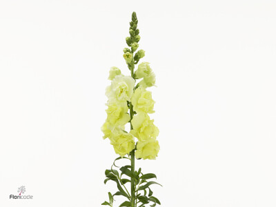 Antirrhinum majus Holly Double Yellow