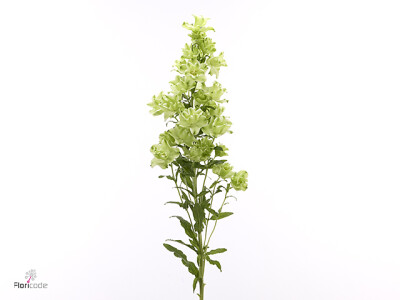 Campanula medium 'Evergreen White'