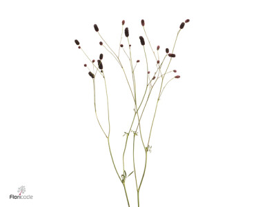 Sanguisorba officinalis 'Black Dream Select'