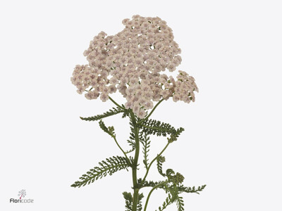 Achillea millefolium 'Pink Dream'