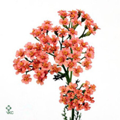 Achillea millefolium 'Moneymaker'