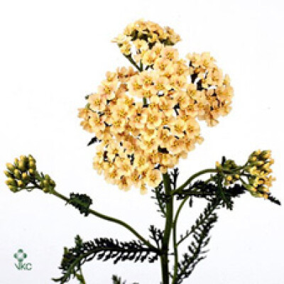 Achillea millefolium 'Creme Perfection'